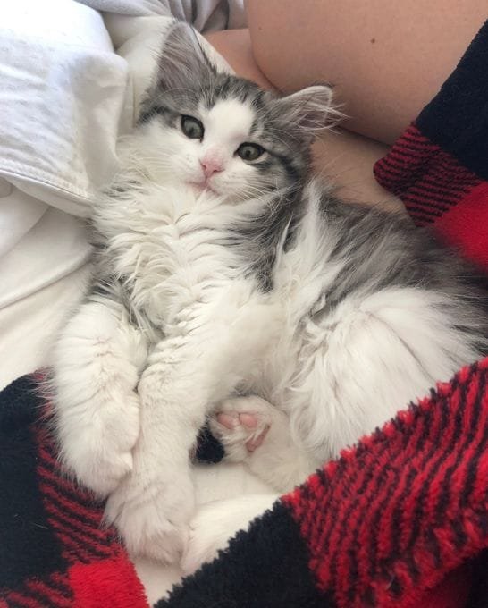 Affordable Siberian kittens for Texas families