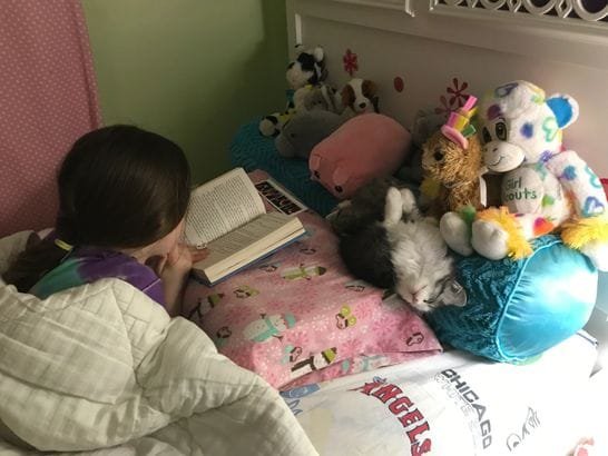 Available Siberian kittens today in Texas at SiberianSnow Cattery