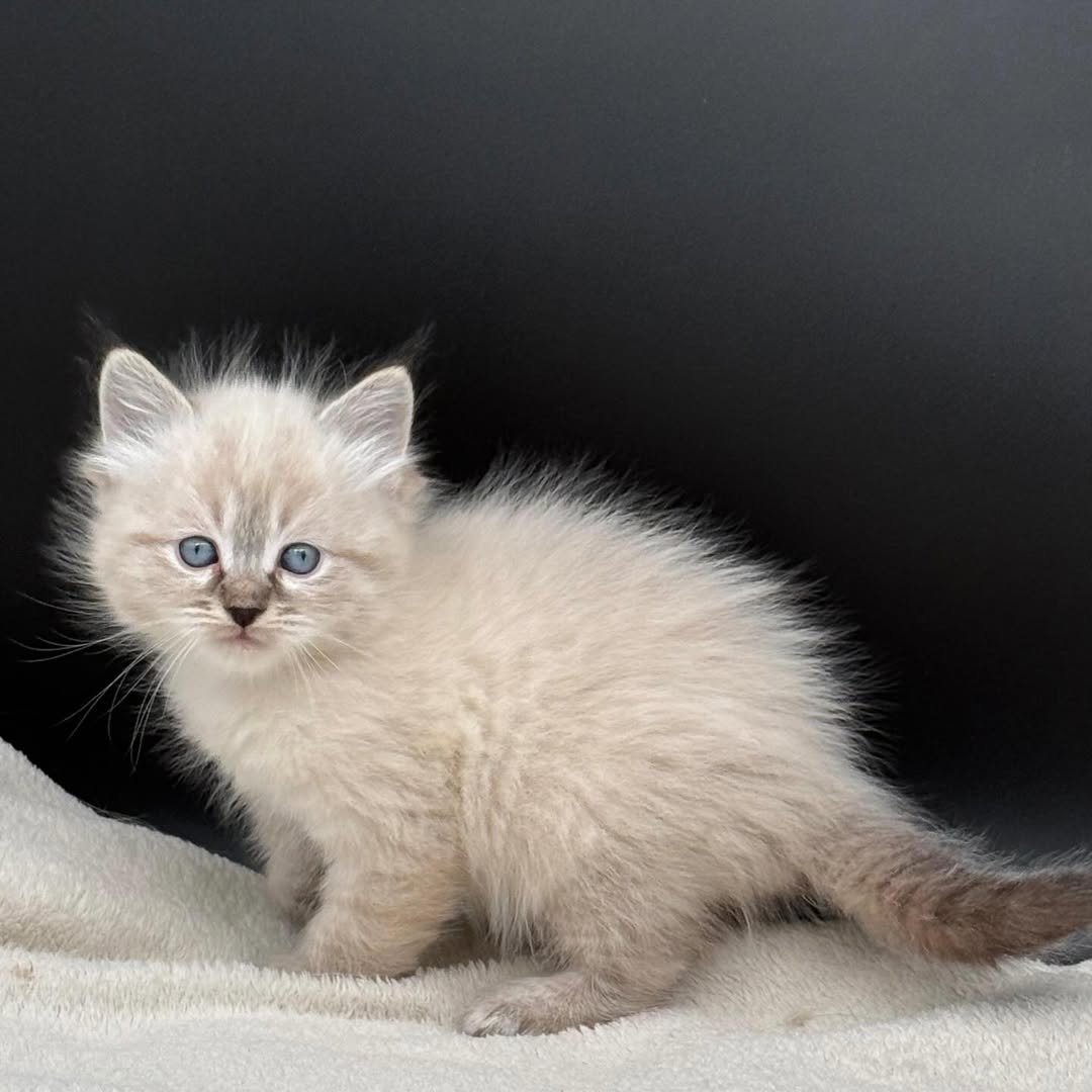 Baby Siberian kitten with fluffy coat, Sapphire a female Texas kitten