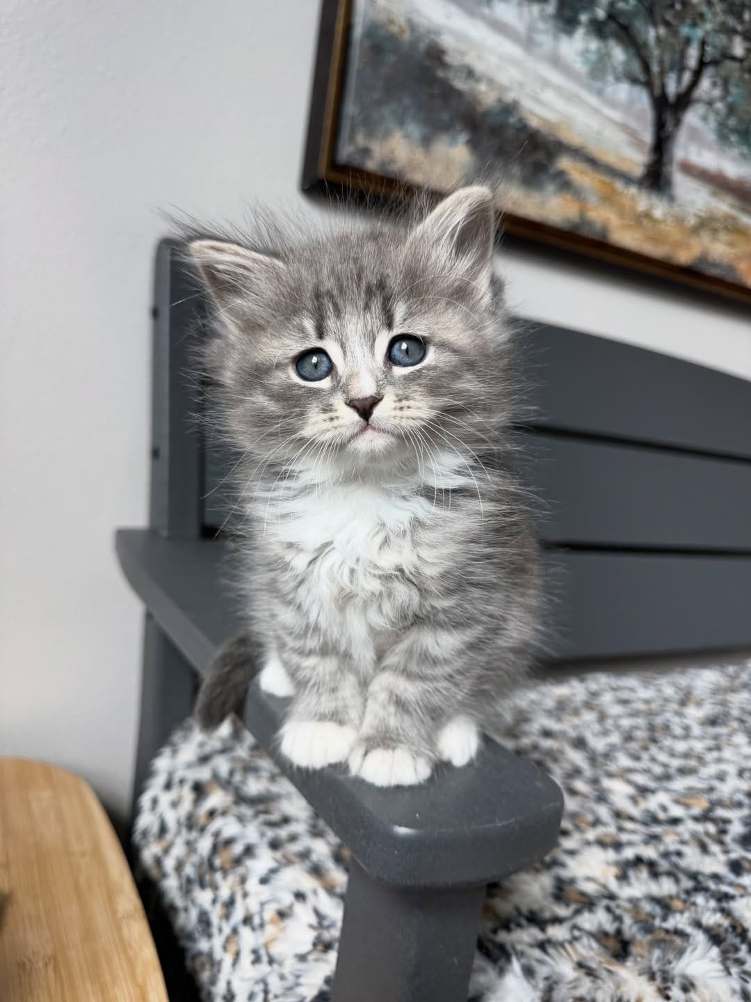 Cute Siberian kitten close up, Blizzard a male purebred Texas kitten