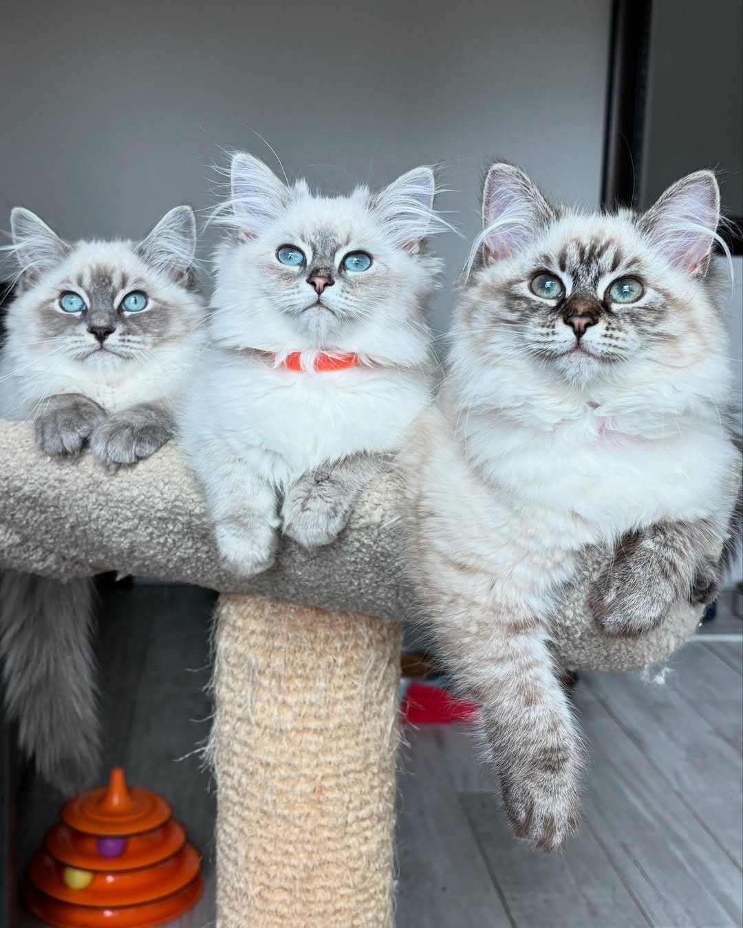 Hannah and Mark - SiberianSnow Cattery Owners