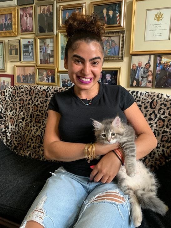 Indoor Siberian kitten pet relaxing in a Texas home