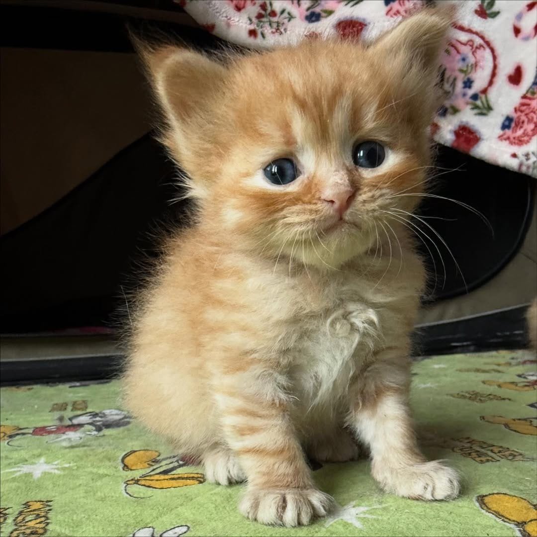 Caspian - Blue Tabby Siberian Kitten