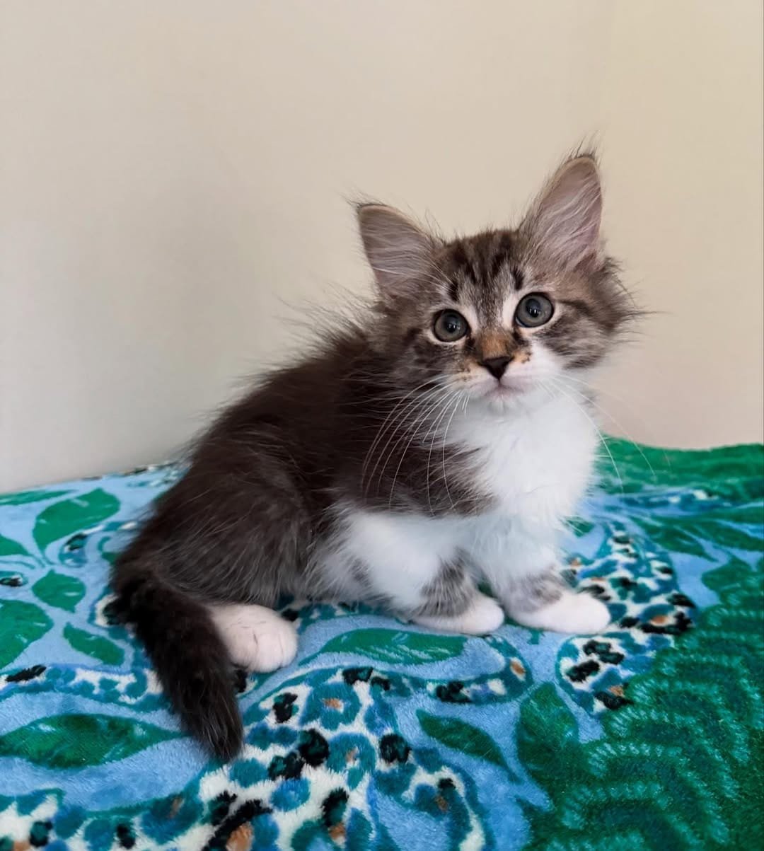 Male Siberian kitten in Texas, Atlas a purebred male kitten