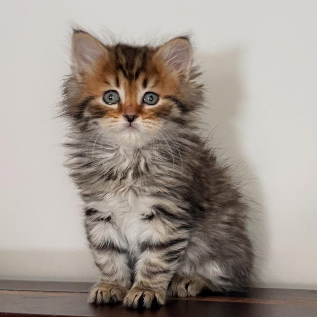 Purebred Siberian kitten face, Misha a female Texas kitten