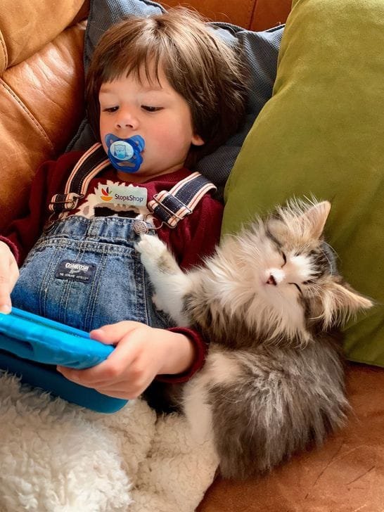 Reserve a Siberian kitten in Texas with SiberianSnow Cattery