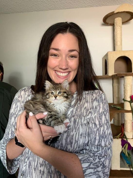 Siberian kitten cuddling its owner in a Texas family home