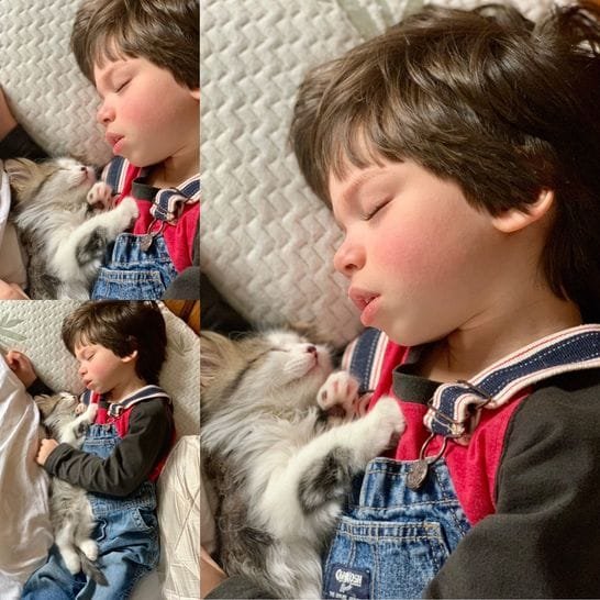 Siberian kitten with a Galveston Texas family