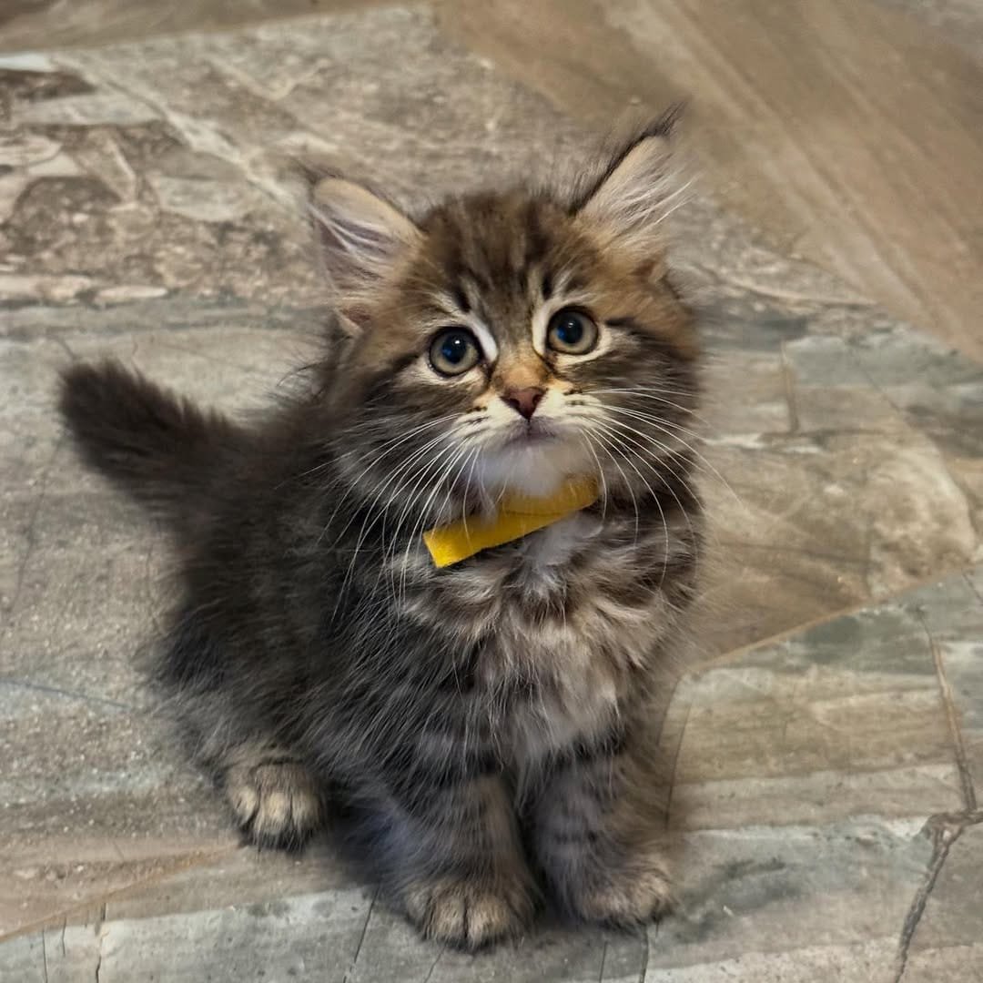 Siberian kitten with green eyes, Nova a female Texas kitten