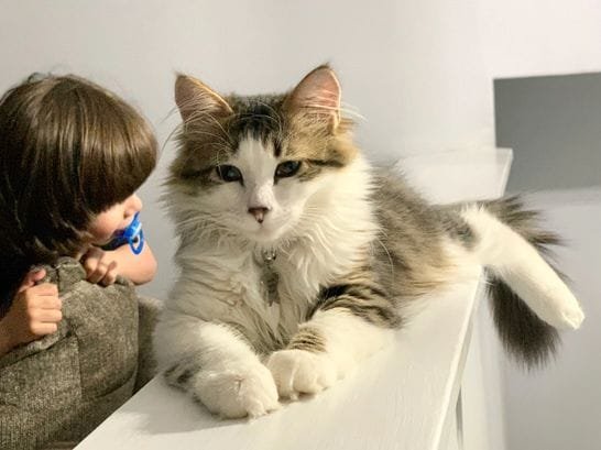 Siberian kitten playing indoors in a Texas home