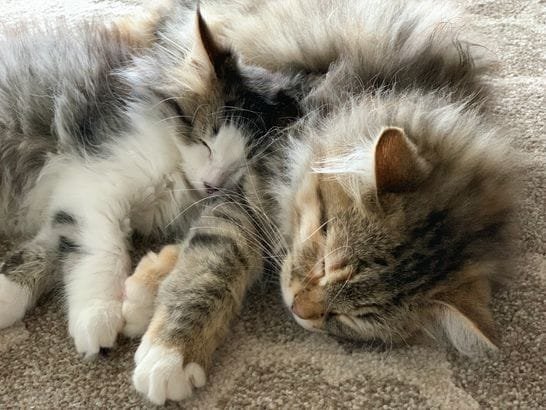 Siberian kitten with a happy family in Texas