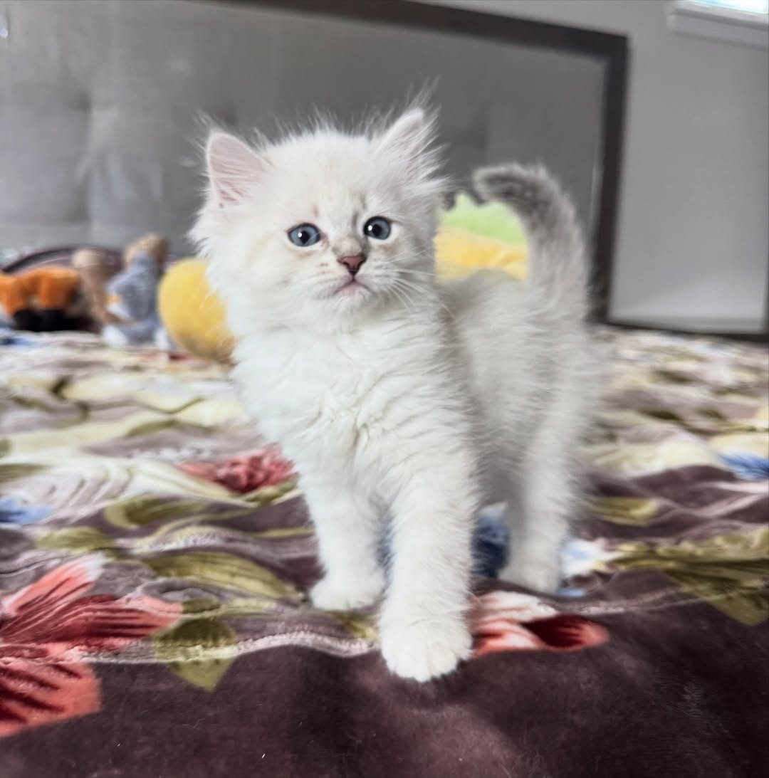 Siberian kittens for sale in Austin, Texas, Everest a male kitten