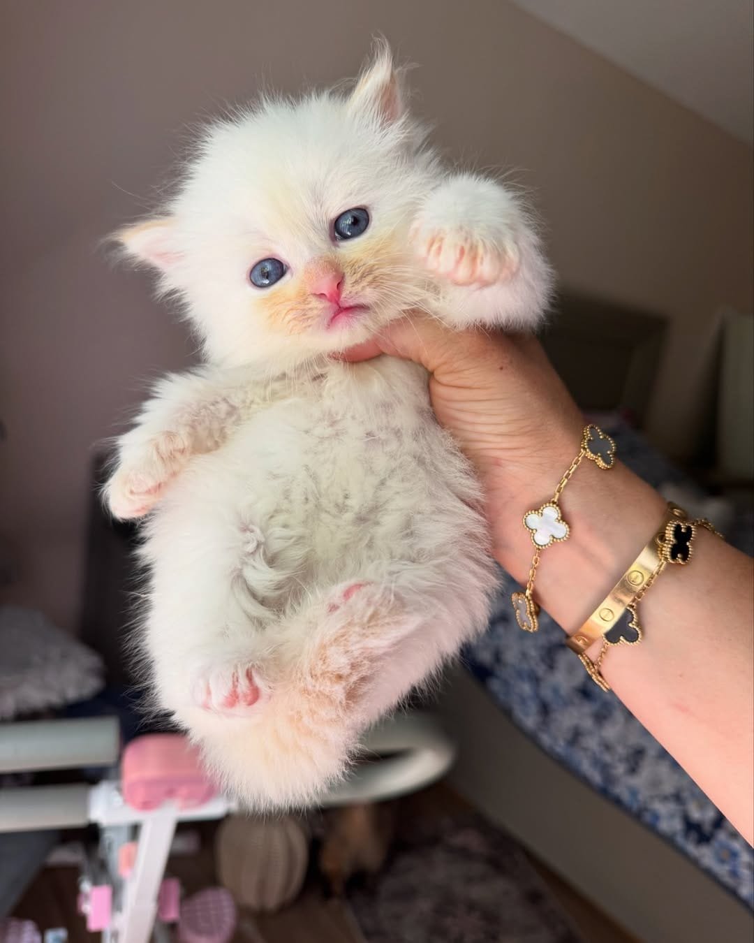 Siberian kittens for sale in Texas at SiberianSnow Cattery