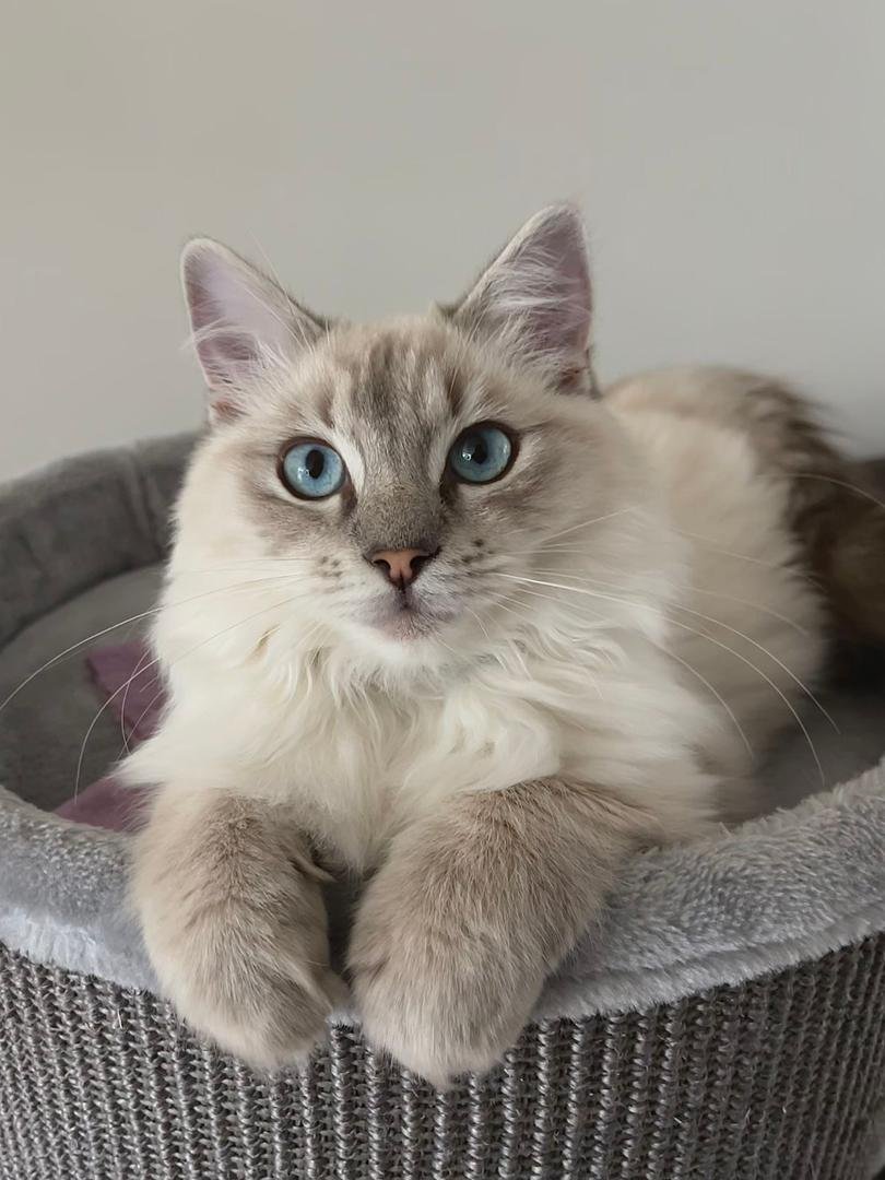 Siberian Kittens Houston Texas - Available Now Siberian kittens for sale in Houston, Texas