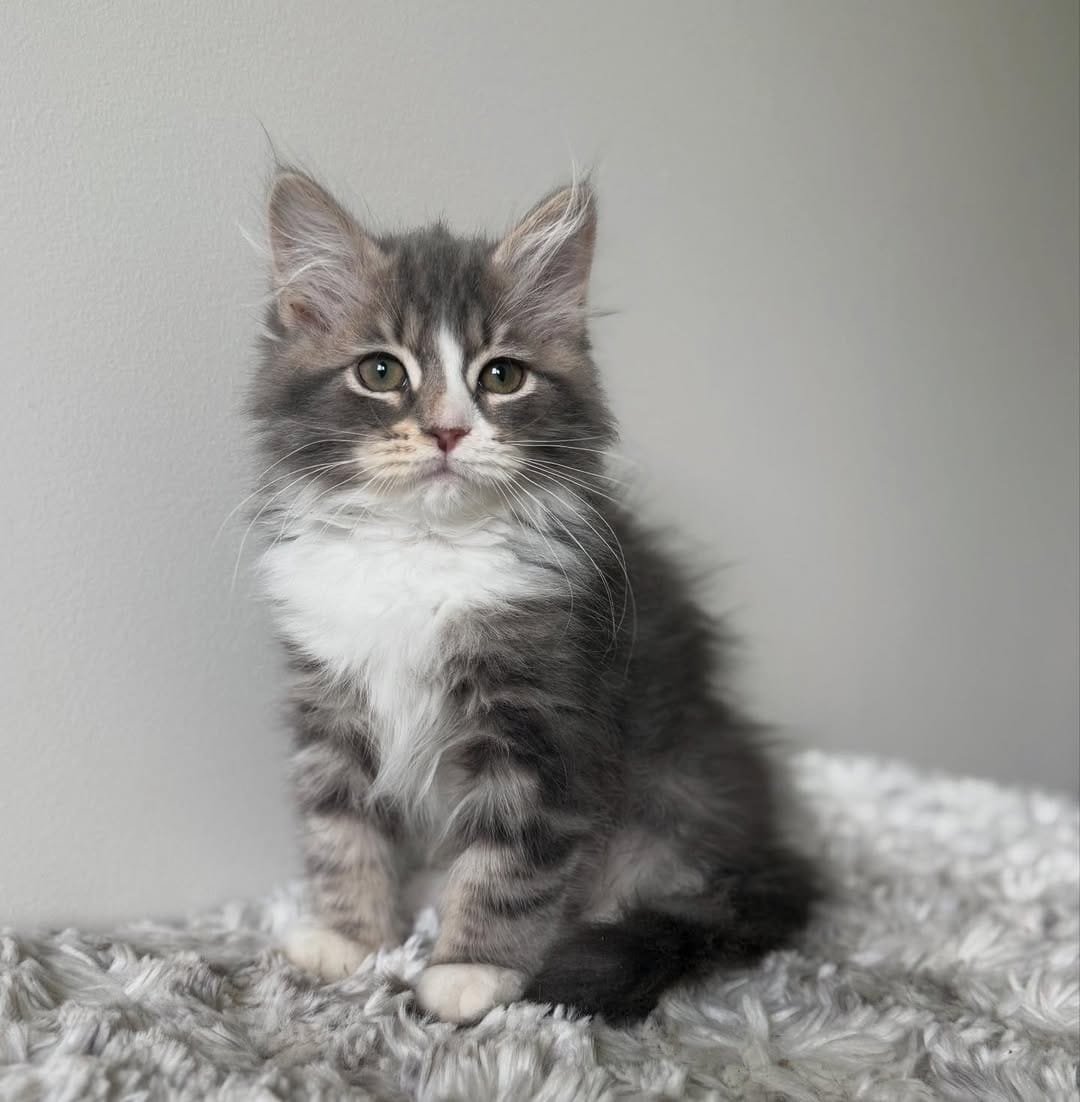 Siberian kittens for sale in San Antonio, Texas, Luna a female kitten